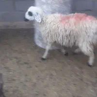 یک.کابر|حیوانات مزرعه|قائن, |دیوار