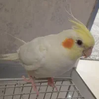 عروس هلندی نر