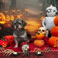 واگزاری پودل میکس ۳ ساله