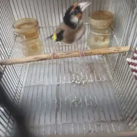 سهره زاغ|پرنده|شیراز, پودنک|دیوار