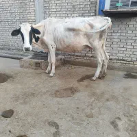 گاو باگوساله ماده
