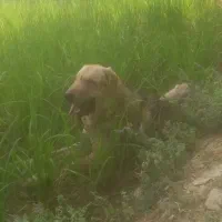 سگ پژدر