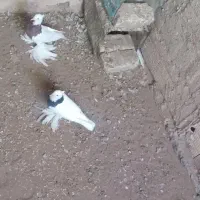 کفتر کبوتر  طوقی