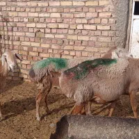 ۳راس میش چینی دندون صدف شاد