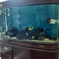 اکواریوم ابشور