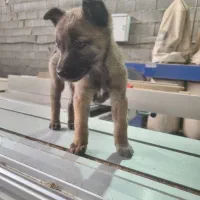 توله مالینویز ۲ماهه