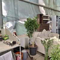 گیاه پیله موا