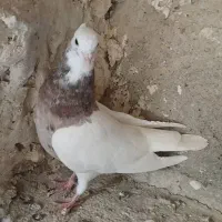 کفتر