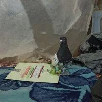 کبوتر فروشی کله سیاه تیزه آخر|پرنده|شیروان (خراسان), |دیوار