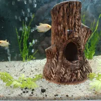 ماهی فایتر رنگ‌ خاص و زیبا و ده عدد گورامی