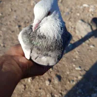 کفتر|پرنده|لالی, |دیوار