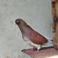 کبوتر نر قرمز