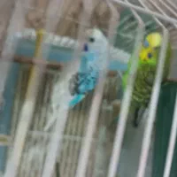 مرغ عشق|پرنده|سروآباد, |دیوار