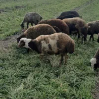 بره چاق ارگانیک|حیوانات مزرعه|دینور, |دیوار