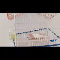 قناری و سهره قناری
