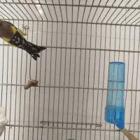 سره قواره دار|پرنده|ری, شهید بهشتی|دیوار