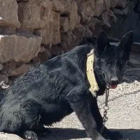 سگ ژرمن بلک