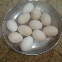 تخم مرغ برهما