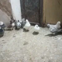 کبوتر|پرنده|نقده, |دیوار