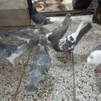 کفتر هوایی اس معاوظه باپرنده