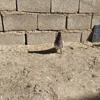 پرندگان|پرنده|جنت, |دیوار