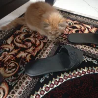 گربه پرشین خیلی نازو قشنگ