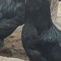 تخم‌نطفه دار مرندی