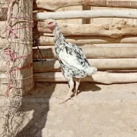 مرغ افغانی اصل