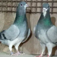 کفتر خرقه واز گلدم