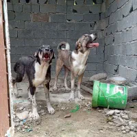 توله پشدر عراقی