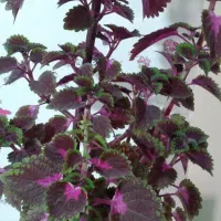 گل همیشه بهار ،حسن یوسف ، عروس و سانسوریا|گل و گیاه طبیعی|محمدیه-قزوین, |دیوار