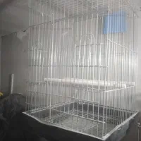 قفس  عروس هلندی