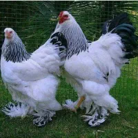 جوجه 3روزه برهما