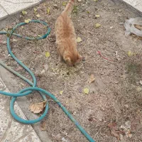 گربه سه ماهه نر