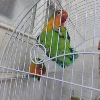 یک جفت کوتوله نر ماده سالم بازیگوش خوش رنگ۱۳۰۰|پرنده|مشهد, آزادشهر|دیوار