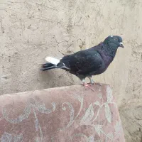 ذاغ شاهپر‌سفید