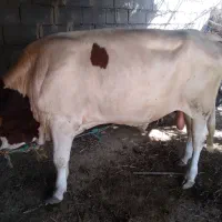گوساله نر
