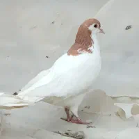 کفتر چادری یک جفت