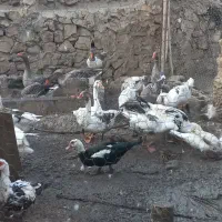 غاز محلی|حیوانات مزرعه|خشت, |دیوار