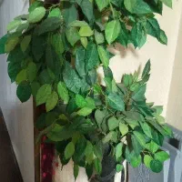 گلدان سالم|گل مصنوعی|فولادشهر, B7|دیوار