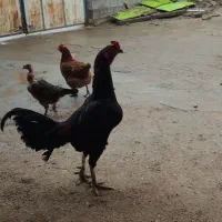 خروس لاری