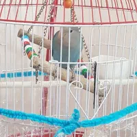 کوتوله برزیلی کاملا دستی