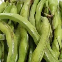 باقله سبز
