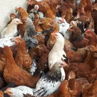 مرغ وخروس محلی