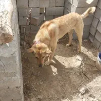 سگ سرابی فروشی ۵۰۰۰۰۰۰۰