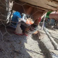 فروش خروس محلی