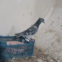 ماده زاجر