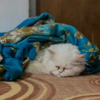 گربه پرشین|گربه|کرمانشاه, |دیوار