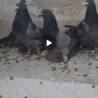 کفتر آلمانی