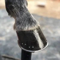 نعل بندی اسب